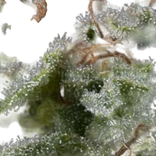 Lennon Auto