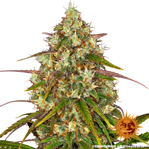 Liberty Haze