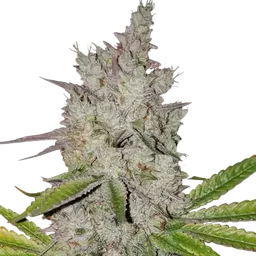 Lilac Diesel RBX2 Auto