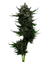 All Gas OG Auto