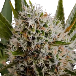 Lithium OG Kush