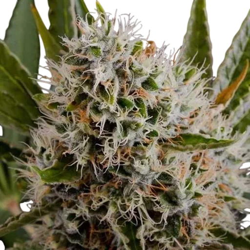 Lithium OG Kush