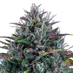 Livers Bx1 Auto