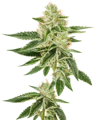 Louis XIII OG
