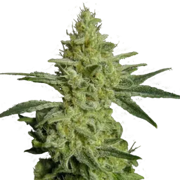 Allkush