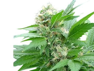 Magic Bud