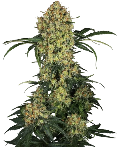 Aloha OG