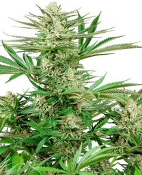 Malibu OG Gold