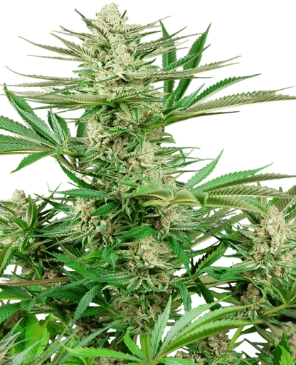 Malibu OG Gold