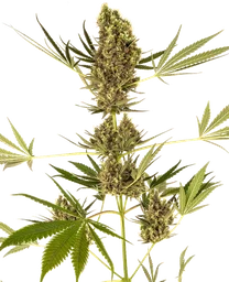 Alpine Delight CBD 30:1 Auto