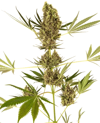 Alpine Delight CBD 30:1 Auto