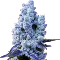 Mandarin Cookies V2