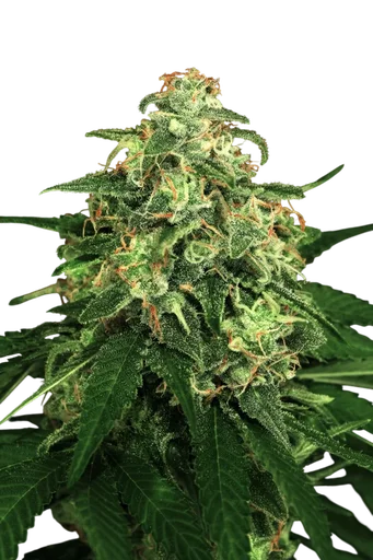 Mango Cream
