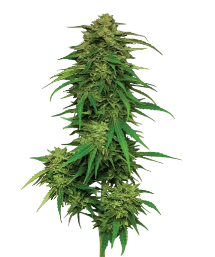 Mango Sherbert
