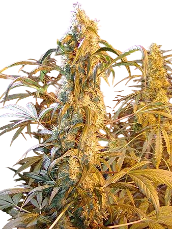 Mango Widow