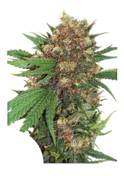 Master Kush