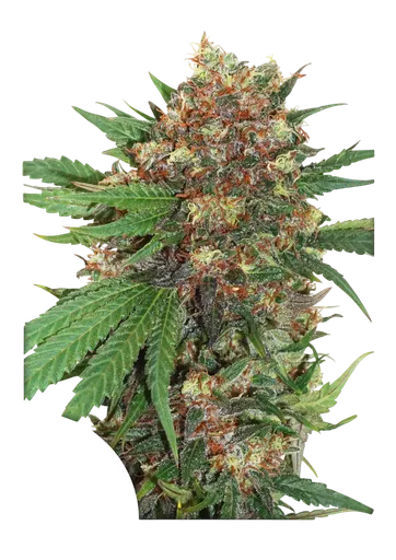 Master Kush