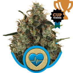 Medical Mass CBD