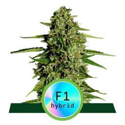 Medusa F1 Auto