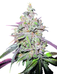 Mendocino Chanel Kush