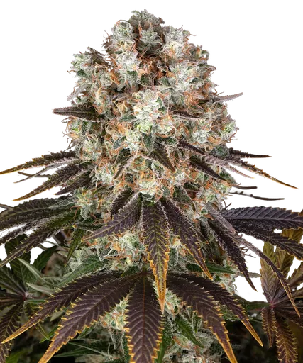Bruce Banner
