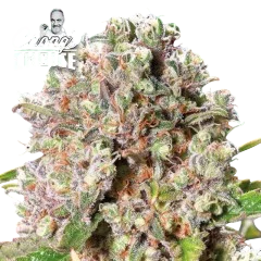 Mendocino Skunk