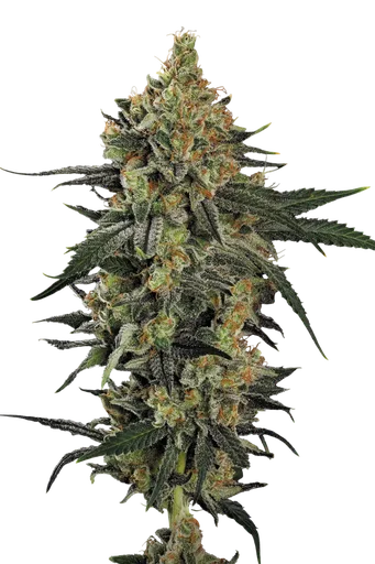 Mendo Creme