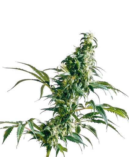 Mexican Sativa