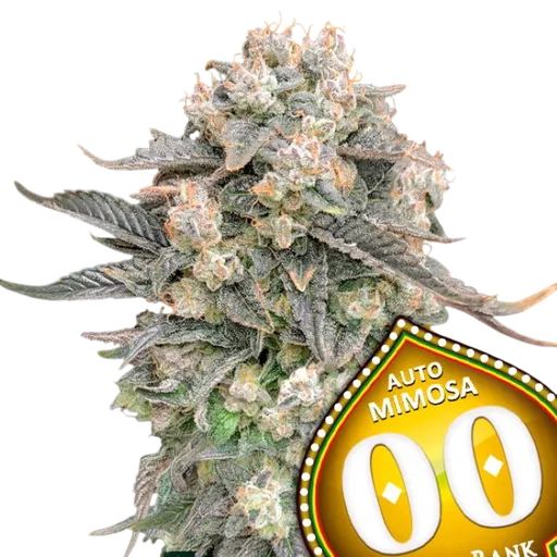 Mimosa Auto