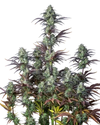 Mimosa Cake Auto