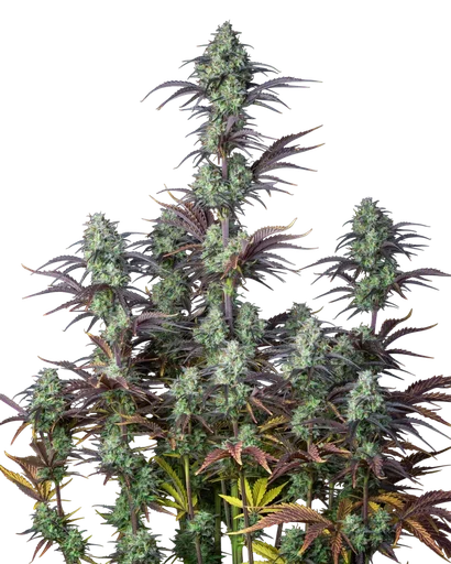 Mimosa Cake Auto