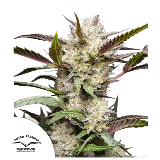 Mimosa Punch