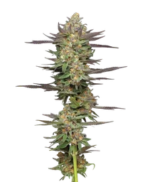 Mint Jelly Auto