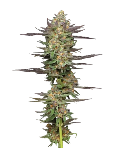Mint Jelly Auto