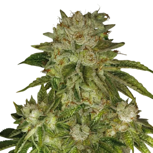 MK Ultra