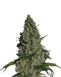 Amnesia