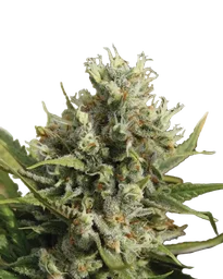 Amnesia Auto