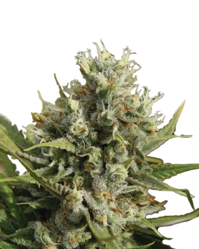 Amnesia Auto