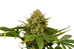 Monkey Grease