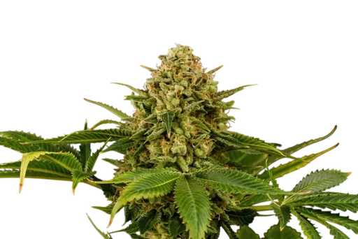 Monkey Grease