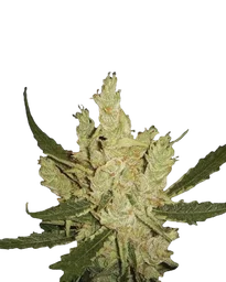 Amnesia