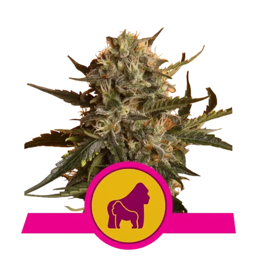 Mother Gorilla (formerly Royal Madre)