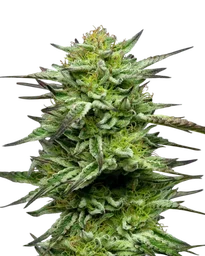 Mountaintop Mint