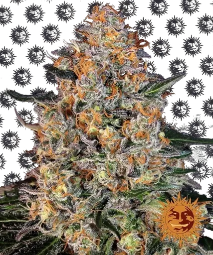 Bubba Kush