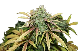 Amnesia