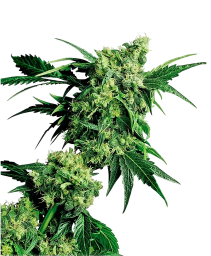 Mr Nice G13 x Hash Plant