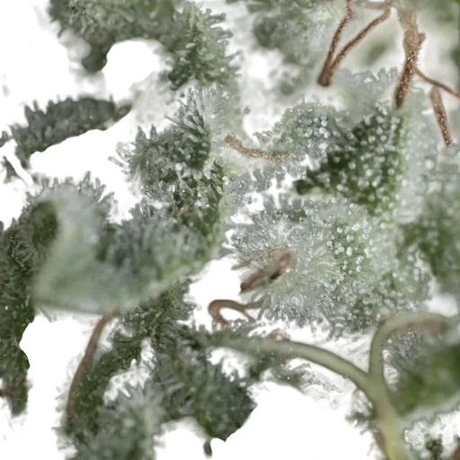 Nefertiti Auto