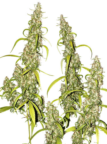 Nevilles Haze
