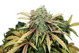 Amnesia