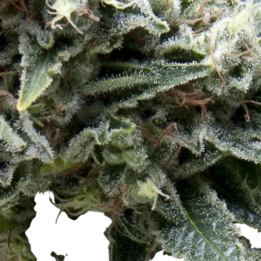 New York City CBD Auto